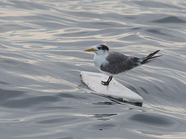 <h3><a href="/trips/srilanka/biota/animalia/chordata/aves/024 charadriiformes/017 laridae/thalasseus bergii/thalasseus bergii-nl.html">Thalasseus&nbsp;bergii</a> / Greater&nbsp;crested&nbsp;tern / Grote&nbsp;kuifstern</h3>NIKON D500 met AF-S Nikkor 300mm f/2.8G IF-ED VR II, 1/2500 sec  bij F5.6, ISO 500, afstand 44.6&nbsp;m